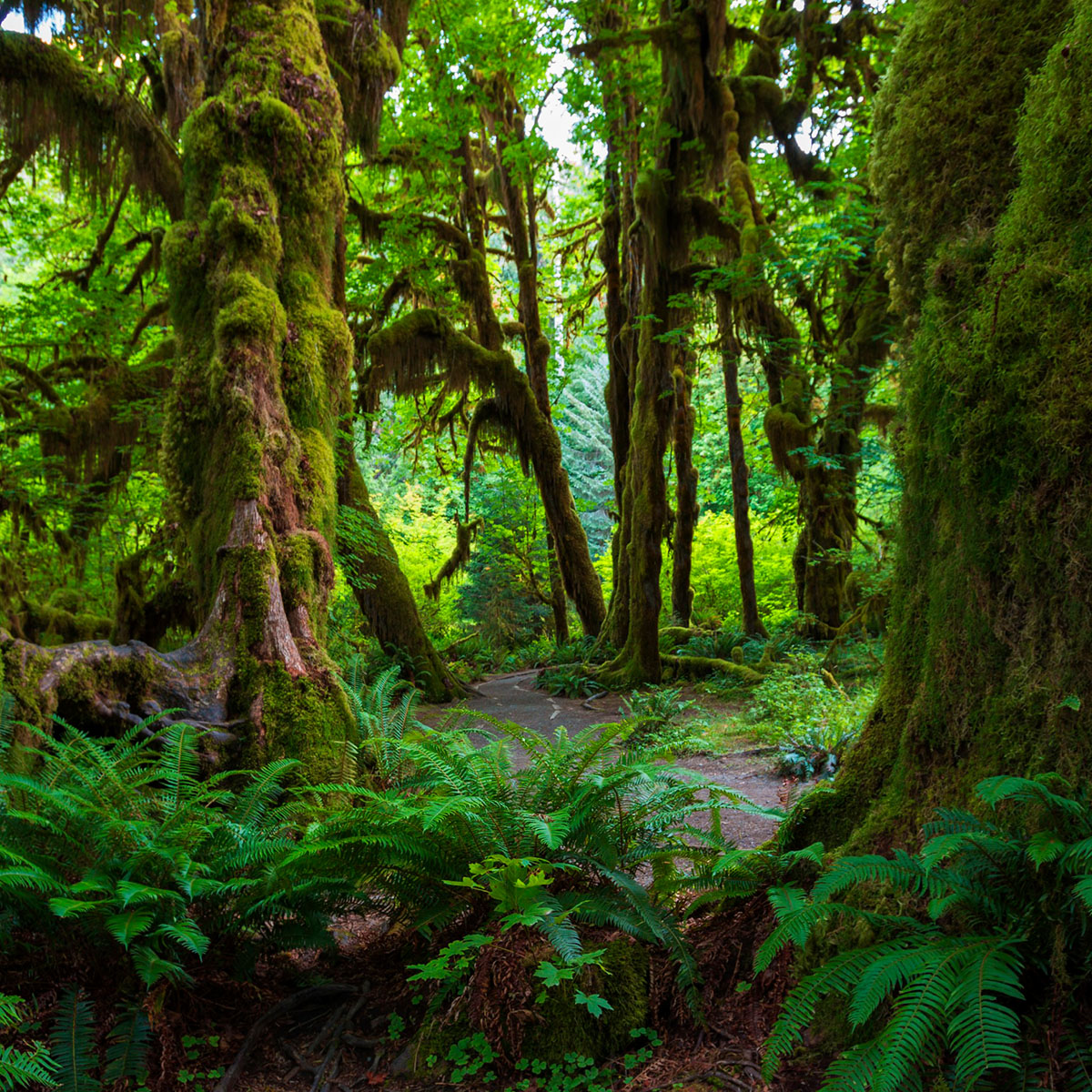 Olympic National Park | Wildlife and Wild Lands